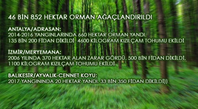 Son 10 yılda 66 bin hektar ormanlık alan yok oldu